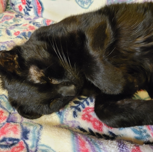 🐾LIVE/SILENT SHOW LISTING 🐾🐾🐾🐾 - Picture 3 of 16